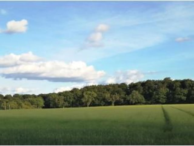 Jones Hill Wood near Wendover
