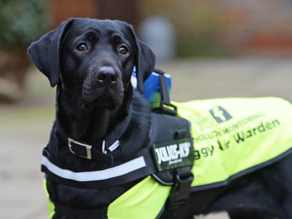 Baggy the air pollution dog