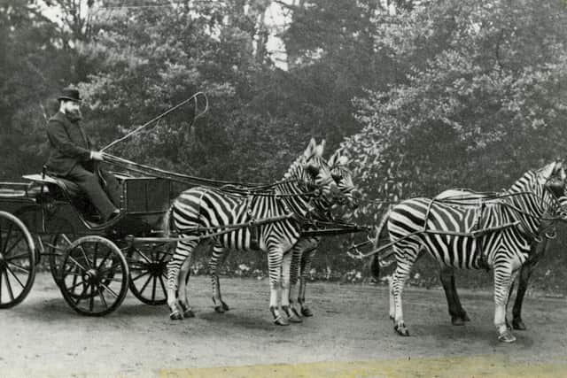 Lionel Walter Rothschild with Zebras