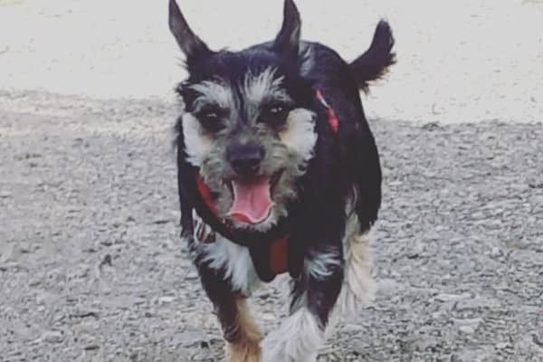 Lemmy is looking forward to a big long walk in the countryside