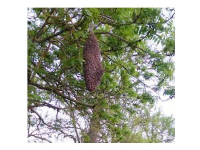 A beehive in Bucks