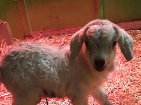 Hercules the pygora goat, the latest addition at The Bucks Goat Centre