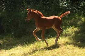 Esme's yearling at 7 months old