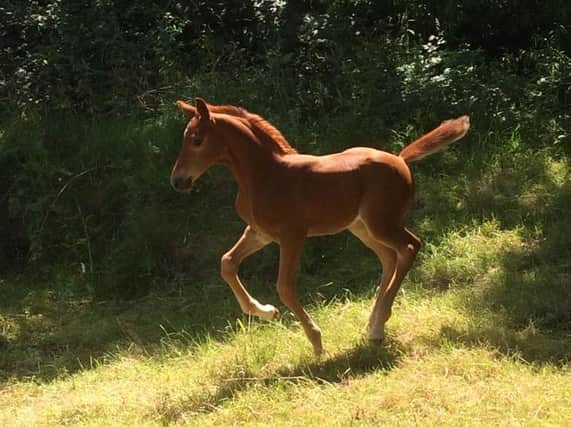 Esme's yearling at 7 months old