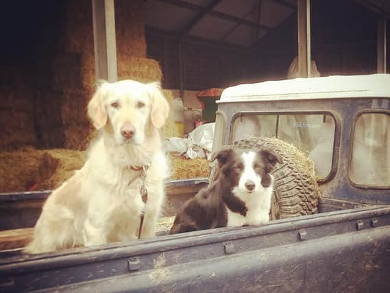 Dogs at Buckmoorend Farm