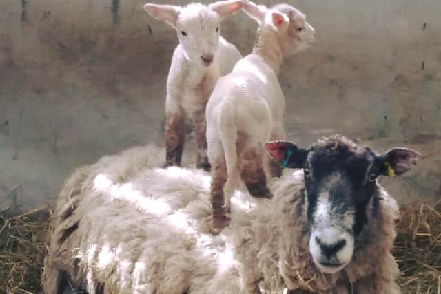 Lambs at Buckmoorend Farm