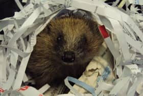 RSPCA dealt with 95 incidents about hedgehogs in Buckinghamshire last year