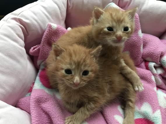 Scrumpy and Marmalade