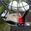 A woodpecker plunders fat balls in Richard's garden