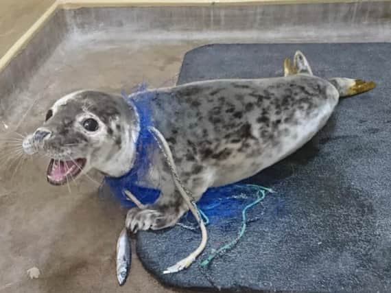 Juvenile grey seal Galactica was rescued from Horsey, Norfolk, on 24 May after being spotted on the beach with blue plastic netting tangled tightly around her neck