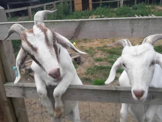 The goats love seeing visitors at BGC