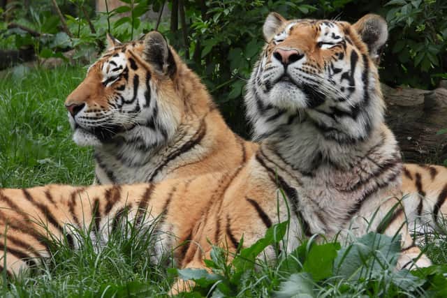 Dmitri and Czar - photo taken by zookeeper James Ford in May (C) ZSL Zookeeper James Ford
