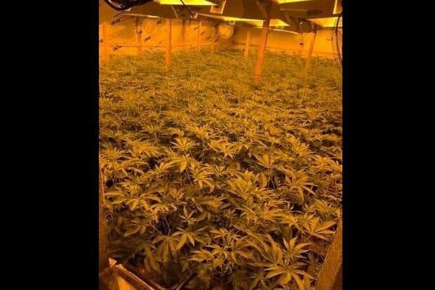 Cannabis factory discovered. Photo: Thames Valley Police