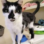 One-year-old Liberty is waiting to find a home