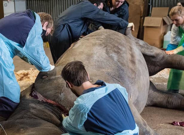 The post-mortem was photographed by the Zoo to allow the public insight into the rigorous, scientific work that goes on after the death of one of its animals