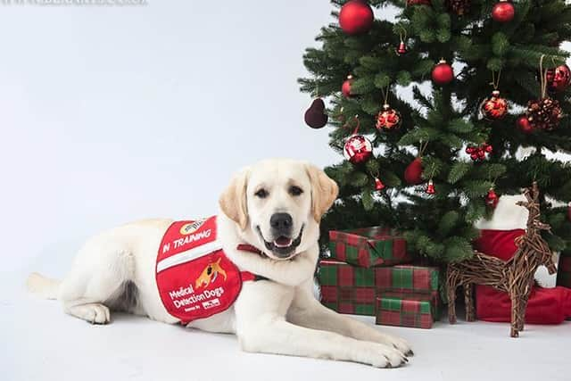 Gunner, one of the Covid-19 detection dogs