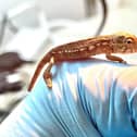 Baby panther chameleon hatches at Whipsnade Zoo