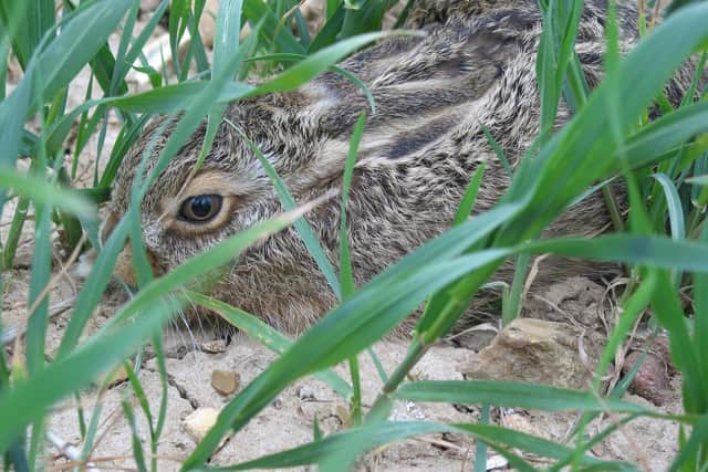 A leveret, or baby hare