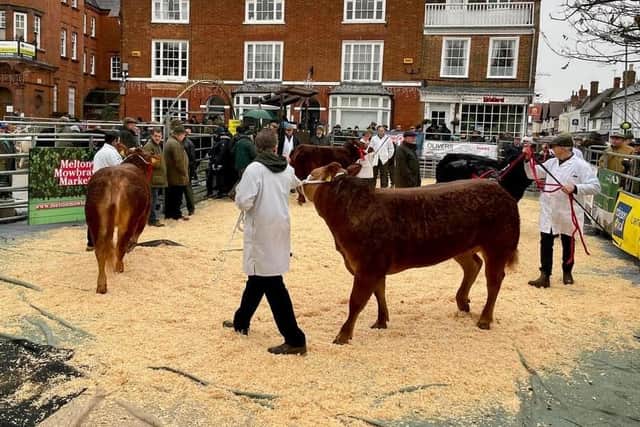 Cattle are put through their paces at the Primestock Show