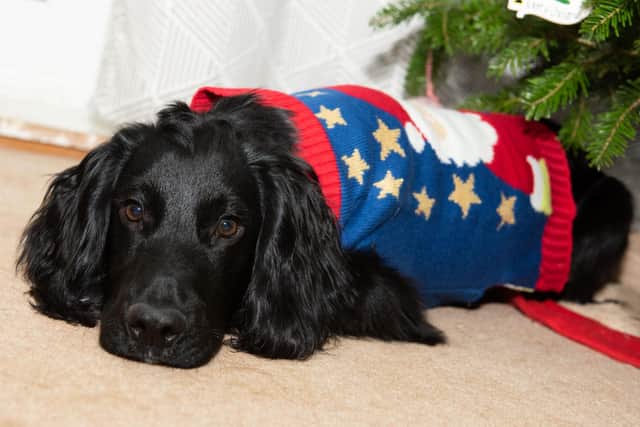 Dash relaxes in his Christmas jumper