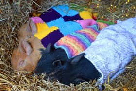 Kew Little Pigs