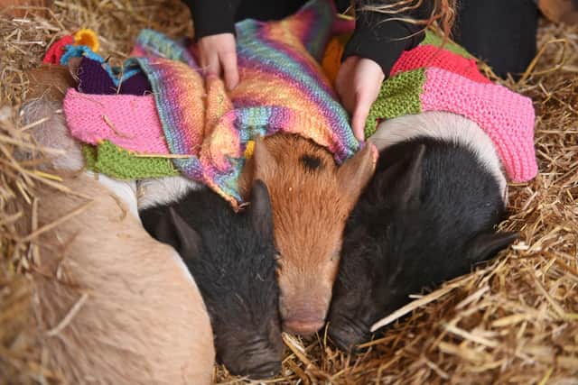The piglets enjoying their new blankets