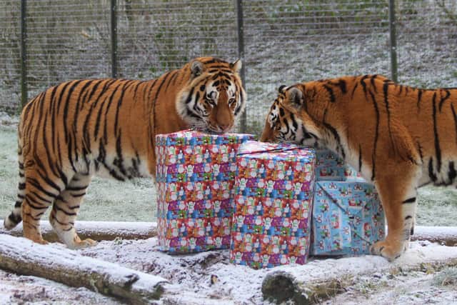 No time like the present for tigers!