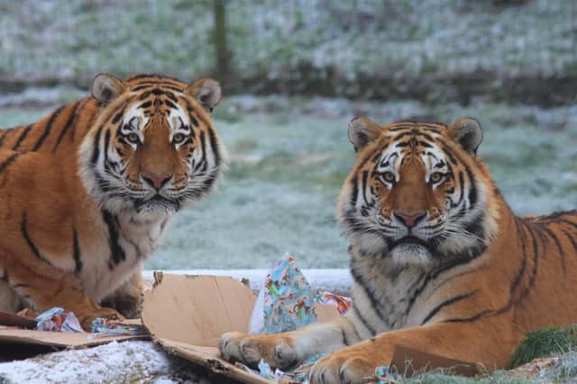 Tiger brothers tear open gift boxes two days early at Whipsnade Zoo