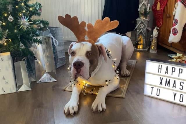 A rehabilitated Samson enjoying Christmas two years on from the accident