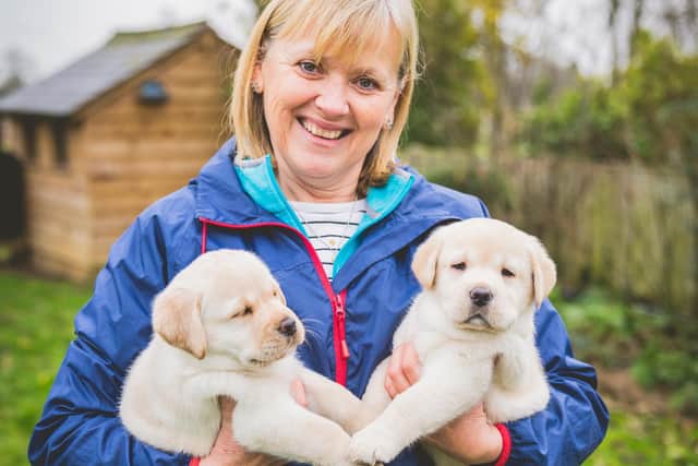 Puppy socialiser Carolyne Mollon with two of the pups