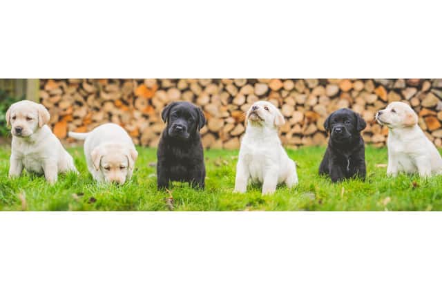 From left: Alf, Poppy, Coco, Hershey, Imperial and Max