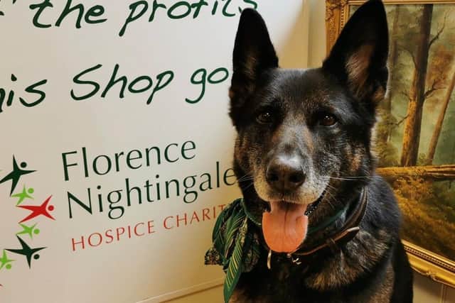 Antilly is supporting Aylesbury's Florence Nightingale Hospice Charity. 
Photo: @antilly_the_wonder_hound / Animal News Agency