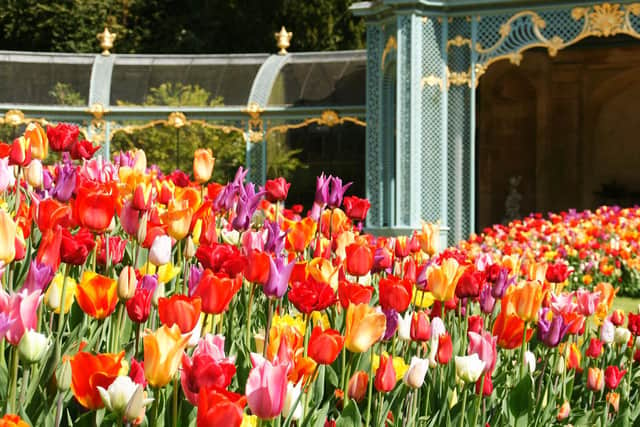 Tulips in Aviary garden © Waddesdon, A Rothschild House & Gardens