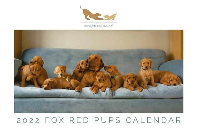 Honeyfitz also sells calendars of the puppies to raise money for The Guide Dogs for the Blind Association