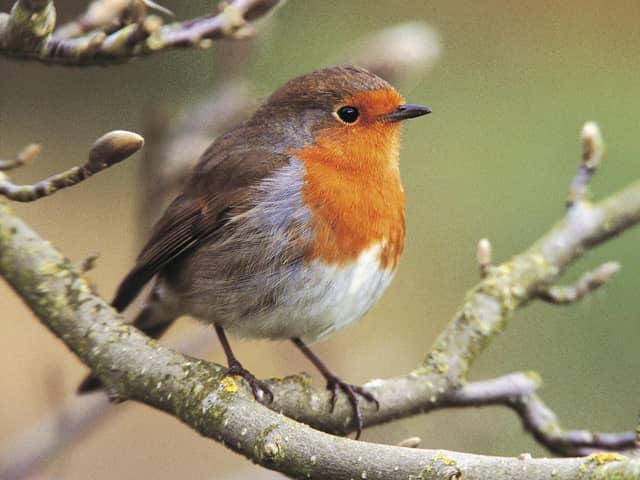 The RSPB's Big Garden Birdwatch returns this month (Credit: rspb-images.com)