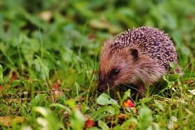 All animals love food, even more so when they don’t have to go through the effort of finding it. Nuts and seeds are the best bet for birds or you could push the boat out and opt for some mealworms for the foxes