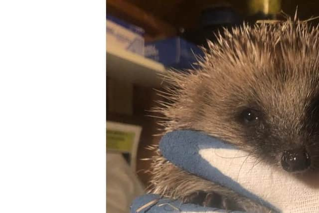 A rescued hedgehog