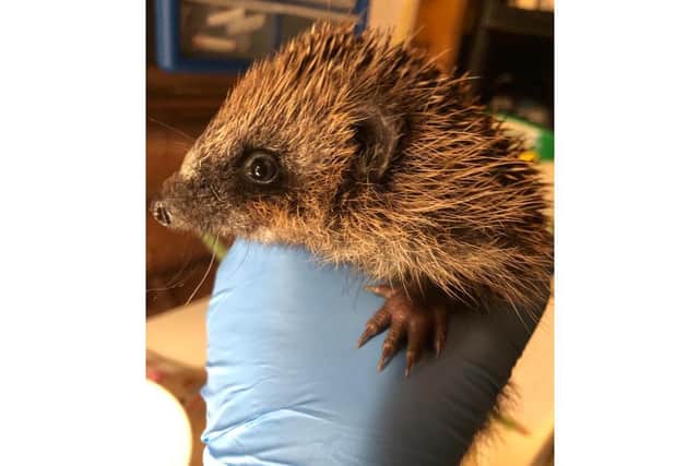 Deanshanger Hedgehog Rescue can care for up to 20 hedgehogs at a time