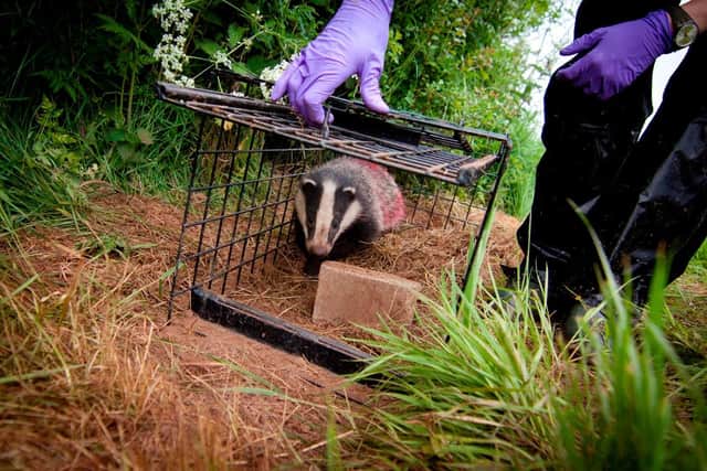 BBOWT has been running a successful badger vaccination campaign
