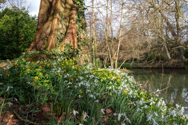 Snowdrops and winter aconites at Stowe