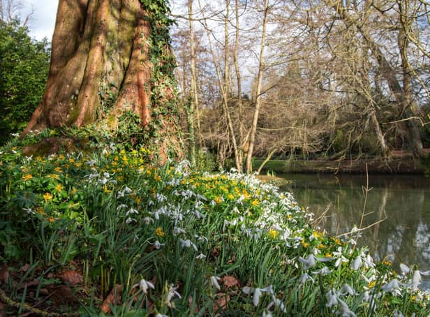 Snowdrops and winter aconites at Stowe