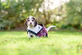 A hearing dog puppy
