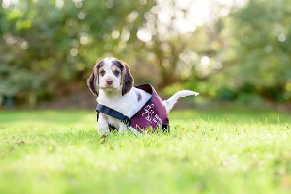 A hearing dog puppy