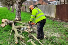 A member of the Green Spaces Team cutting up fallen tree branches