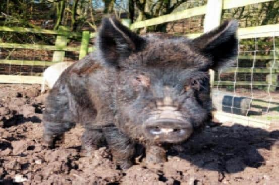 One of the micro pigs, photo from the Animal News Agency