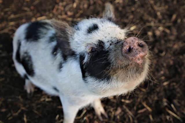 One of the cute micro pigs that could be coming to a school near you, photo from the Animal News Agency
