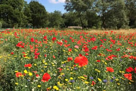 Wildflower meadow in Bourton Park