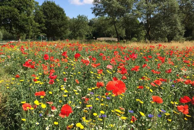 Wildflower meadow in Bourton Park