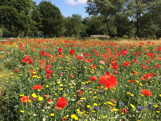 Wildflower meadow in Bourton Park