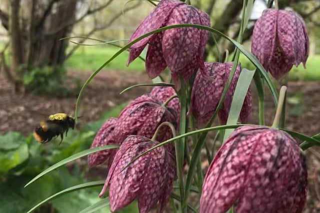 Sanke's head fritillary in Bourton Park
